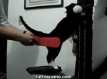 Gatto tamburo